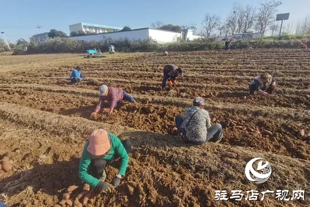 180畝“西瓜紅”紅薯豐收 古莊村50萬斤急盼銷路