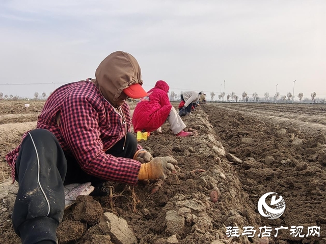 驛城區(qū)朱古洞鄉(xiāng)30余畝生態(tài)紅薯豐收遇滯銷 急盼愛心助力紓困