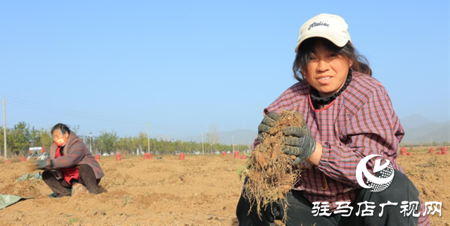 駐馬店市驛城區(qū):中藥材鋪就鄉(xiāng)村振興“黃金路”