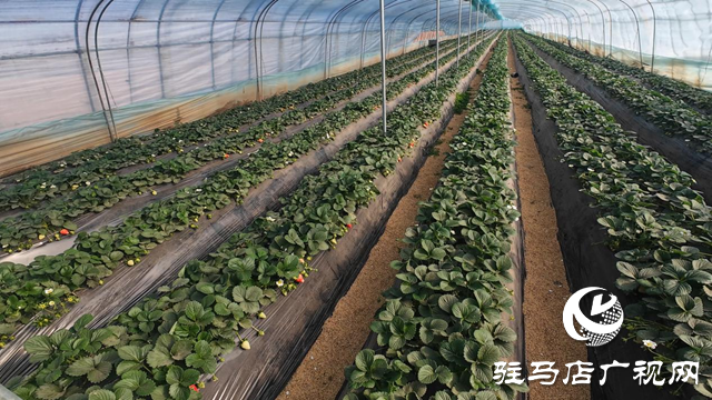 正陽(yáng)縣慎水鄉(xiāng):頭茬草莓搶“鮮”上市