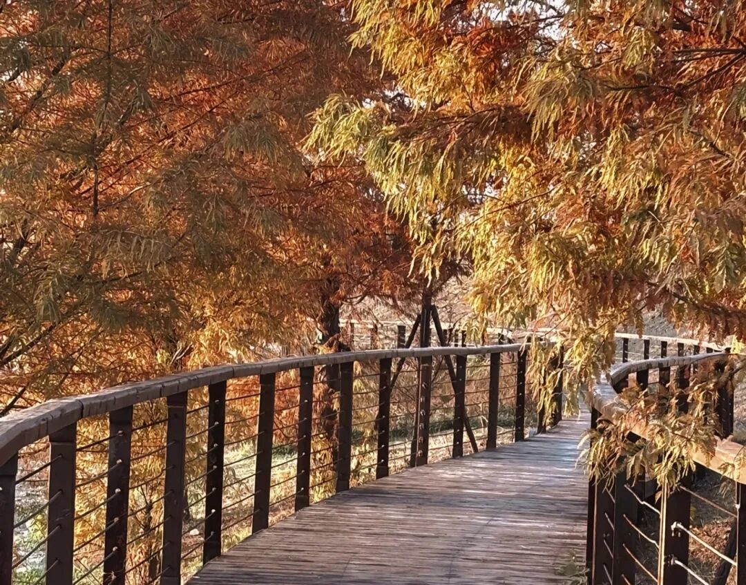 家門口的練江湖，藏著一片會“燃燒”的森林！