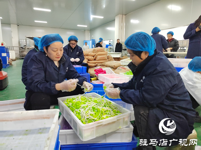 河南杞樂生物科技:多維發(fā)力備戰(zhàn)雙十二 帶動本土特色產(chǎn)業(yè)提質(zhì)升級