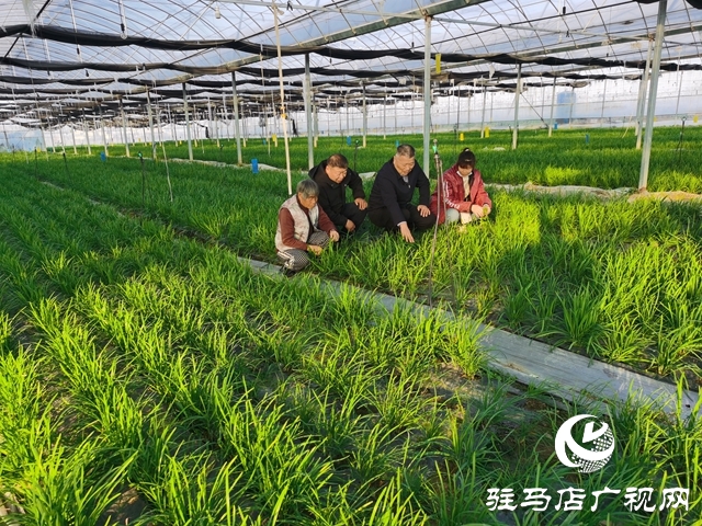 冬暖棚里&ldquo;韭&rdquo;香濃 特色種植鼓起村民&ldquo;錢袋子&rdquo;
