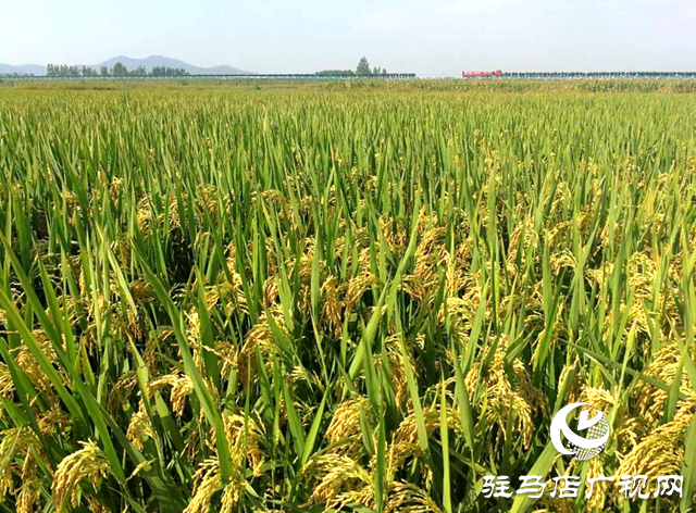 確山縣深耕農(nóng)業(yè)品牌建設(shè) 以品牌賦能鄉(xiāng)村振興高質(zhì)量發(fā)展