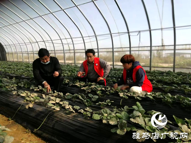 確山縣農(nóng)業(yè)農(nóng)村局:農(nóng)技志愿下鄉(xiāng)忙 賦能增收暖民心
