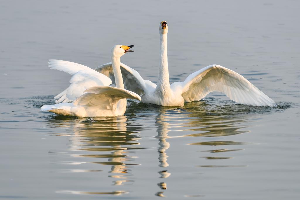 已超5000只！黃河濕地變身西伯利亞越冬大天鵝棲息地