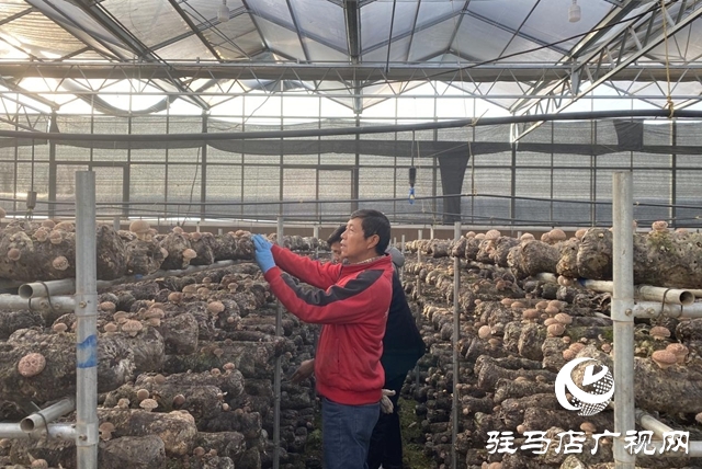 驛城區(qū):小香菇撬動大產(chǎn)業(yè) “一村一品”鋪就振興路
