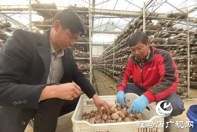 驛城區(qū):小香菇撬動大產(chǎn)業(yè) “一村一品”鋪就振興路