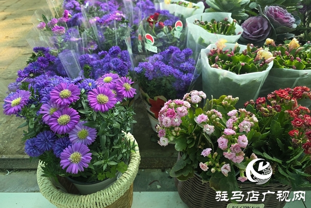 寒冬“綠意消費(fèi)”升溫 陽(yáng)臺(tái)小盆栽帶火花市