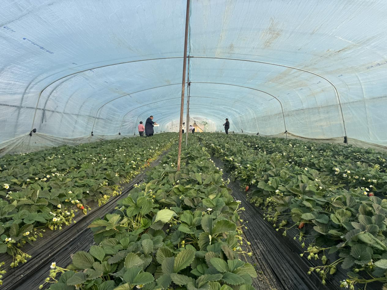 冬日“莓”好時(shí)光開啟