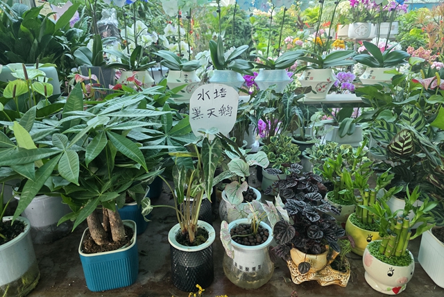 寒冬“綠意消費(fèi)”升溫 陽臺小盆栽帶火花市