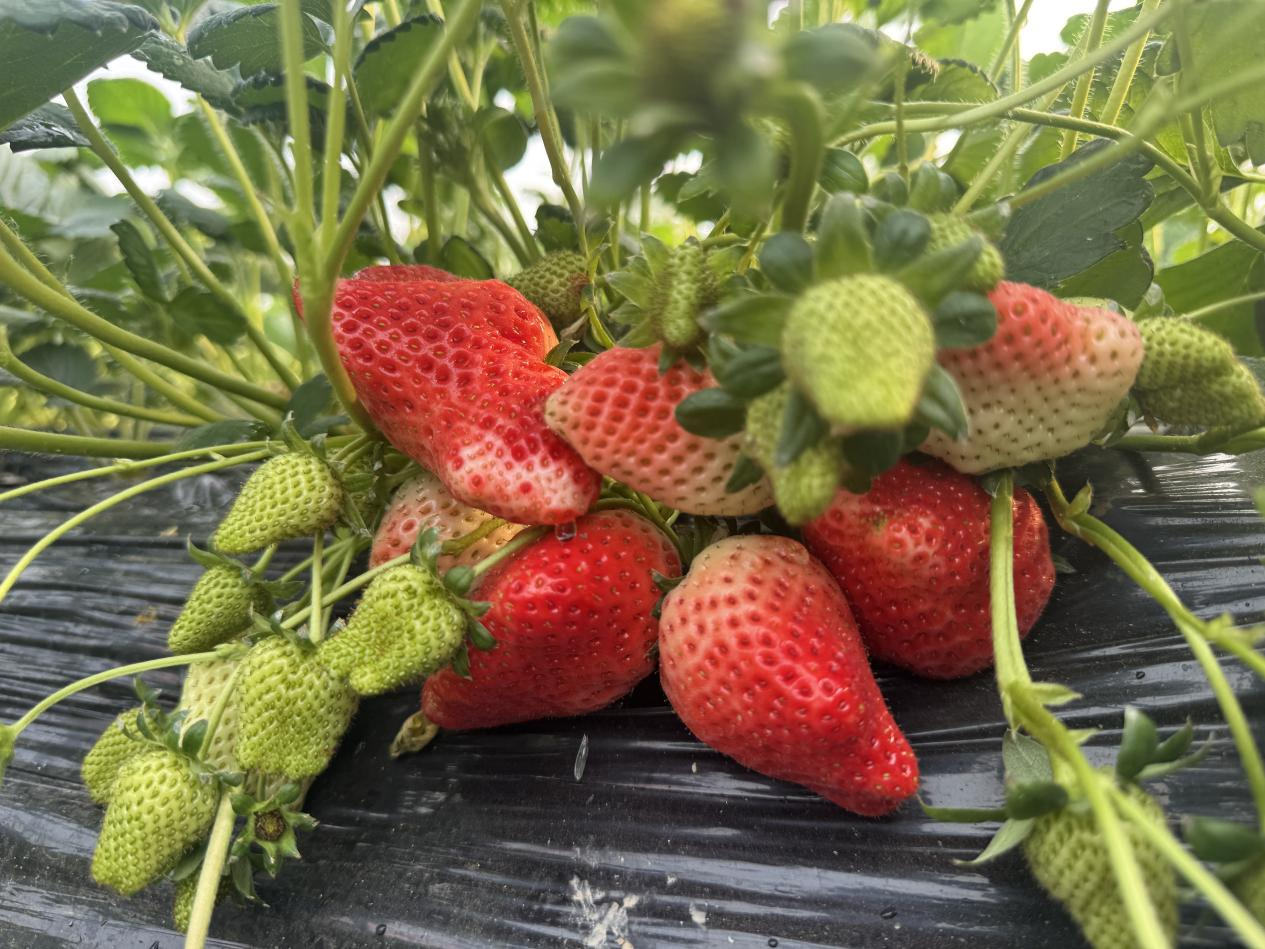 冬日“莓”好時(shí)光開啟