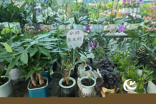 寒冬“綠意消費(fèi)”升溫 陽(yáng)臺(tái)小盆栽帶火花市