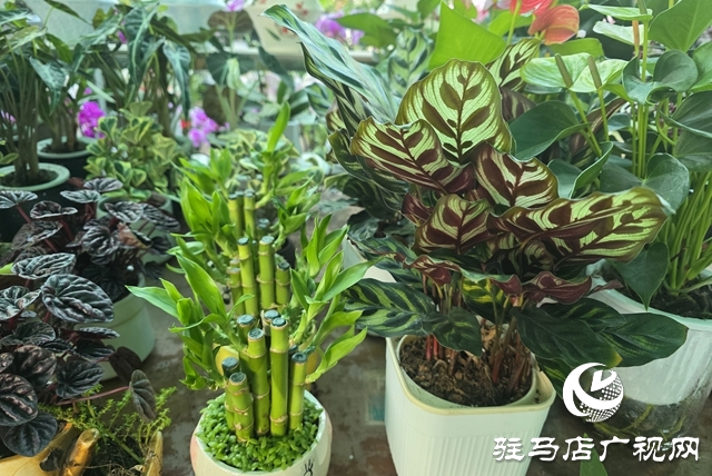 寒冬“綠意消費(fèi)”升溫 陽(yáng)臺(tái)小盆栽帶火花市