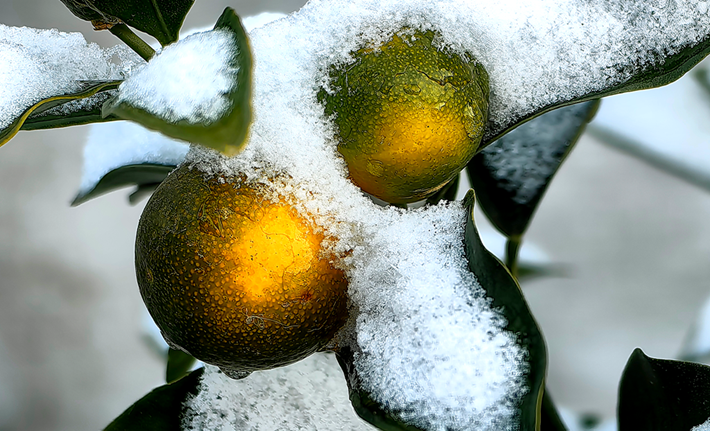 縣區(qū)動態(tài) | 雪落無聲 詩意滿園