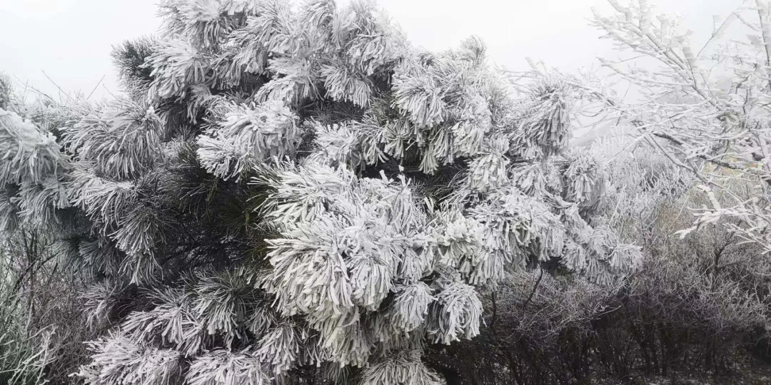 速凍的浪漫，這波冬日顏值“殺”我！