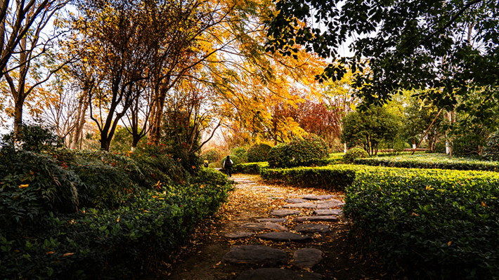 縣區(qū)動(dòng)態(tài) | 金輝染玉帶 樹影繪冬卷