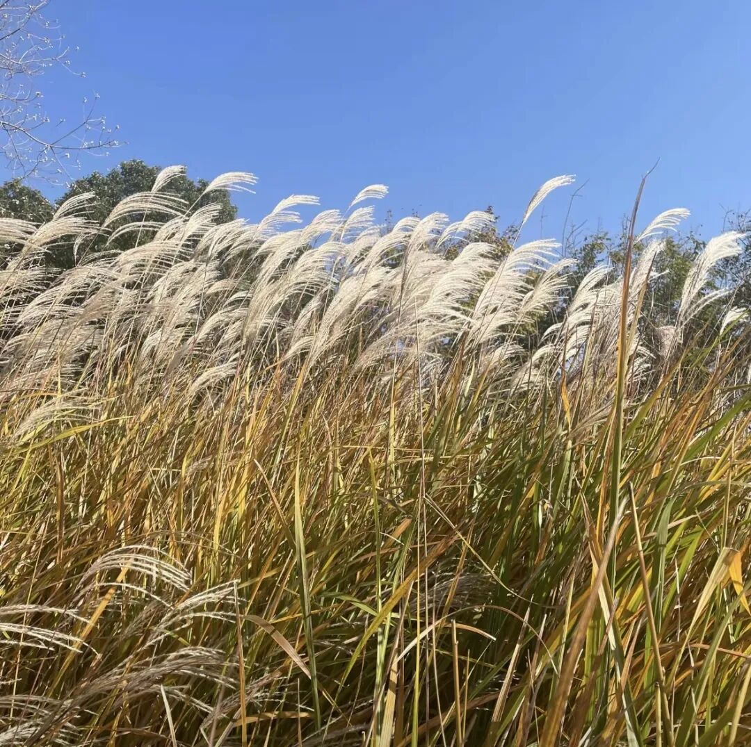 全部免費(fèi)！在駐馬店，收藏冬日的第一縷暖陽(yáng)