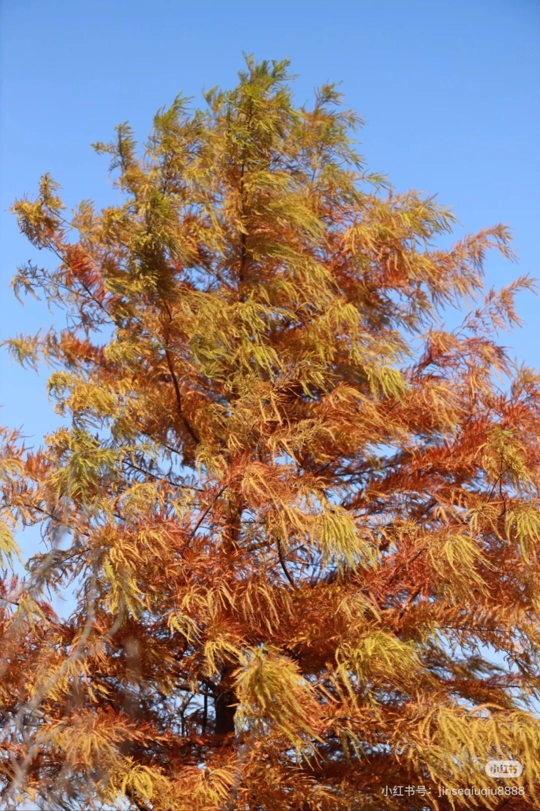 家門口的練江湖，藏著一片會“燃燒”的森林！