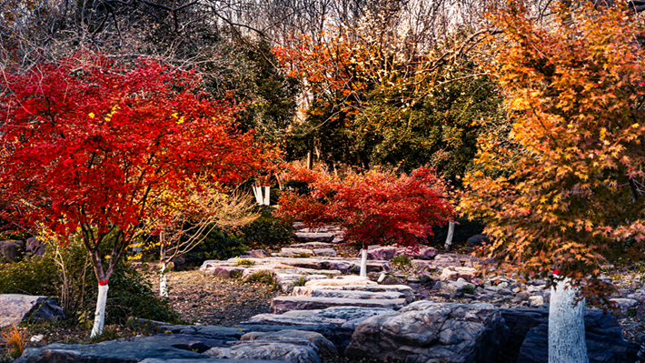 縣區(qū)動(dòng)態(tài) | 金輝染玉帶 樹影繪冬卷