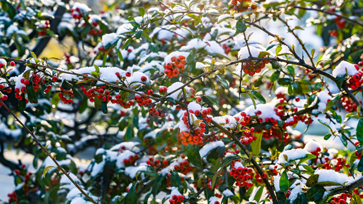 縣區(qū)動態(tài) | 雪落無聲 詩意滿園