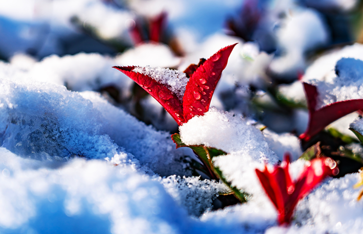縣區(qū)動態(tài) | 雪落無聲 詩意滿園