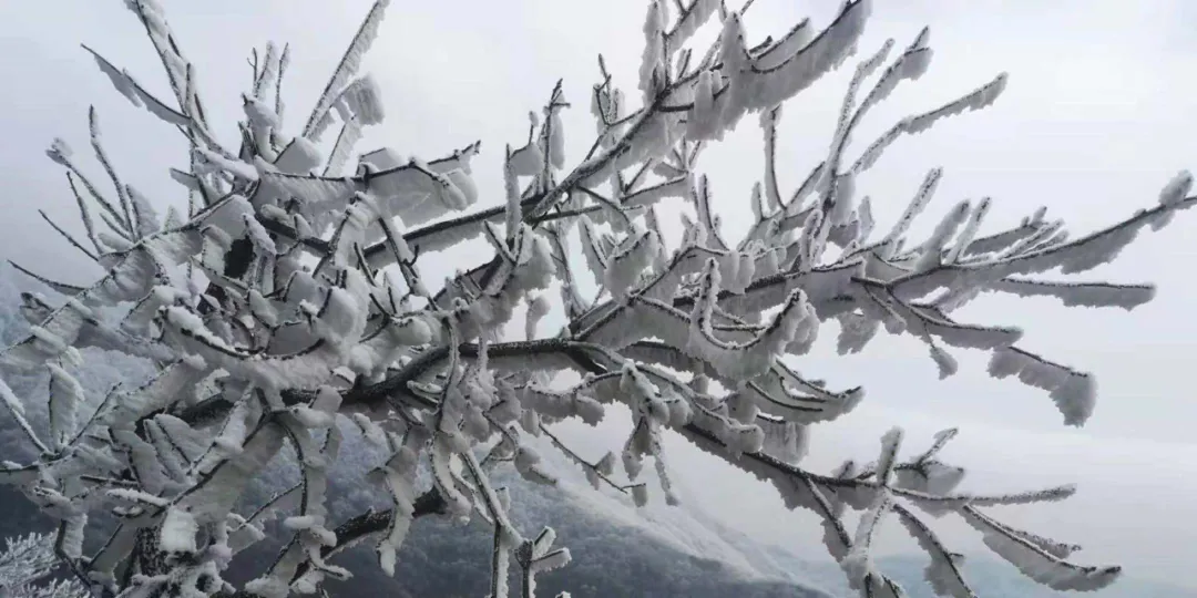 速凍的浪漫，這波冬日顏值“殺”我！