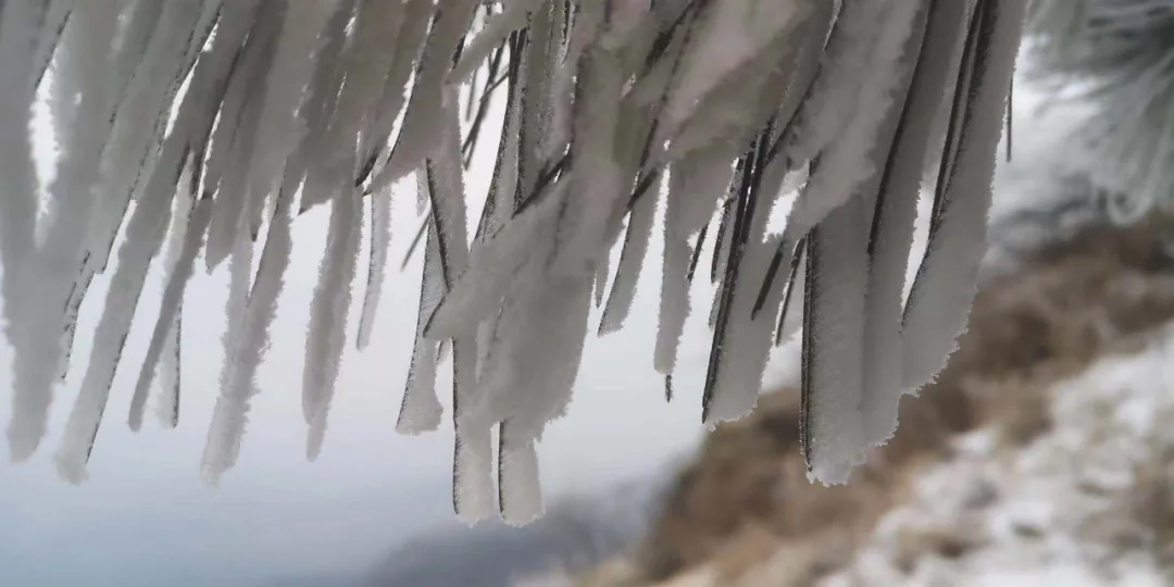 速凍的浪漫，這波冬日顏值“殺”我！