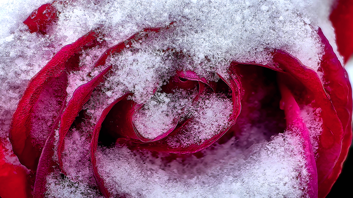 縣區(qū)動態(tài) | 雪落無聲 詩意滿園