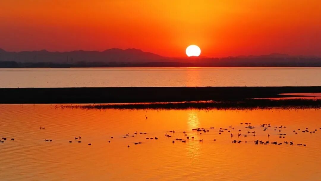 冬日限定！萬鳥齊飛，這幅生態(tài)畫卷美到心醉