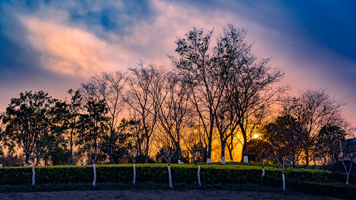 縣區(qū)動(dòng)態(tài) | 金輝染玉帶 樹影繪冬卷