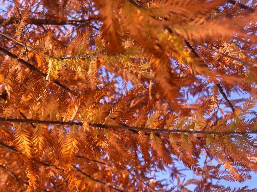 家門口的練江湖，藏著一片會“燃燒”的森林！