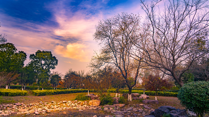 縣區(qū)動(dòng)態(tài) | 金輝染玉帶 樹影繪冬卷