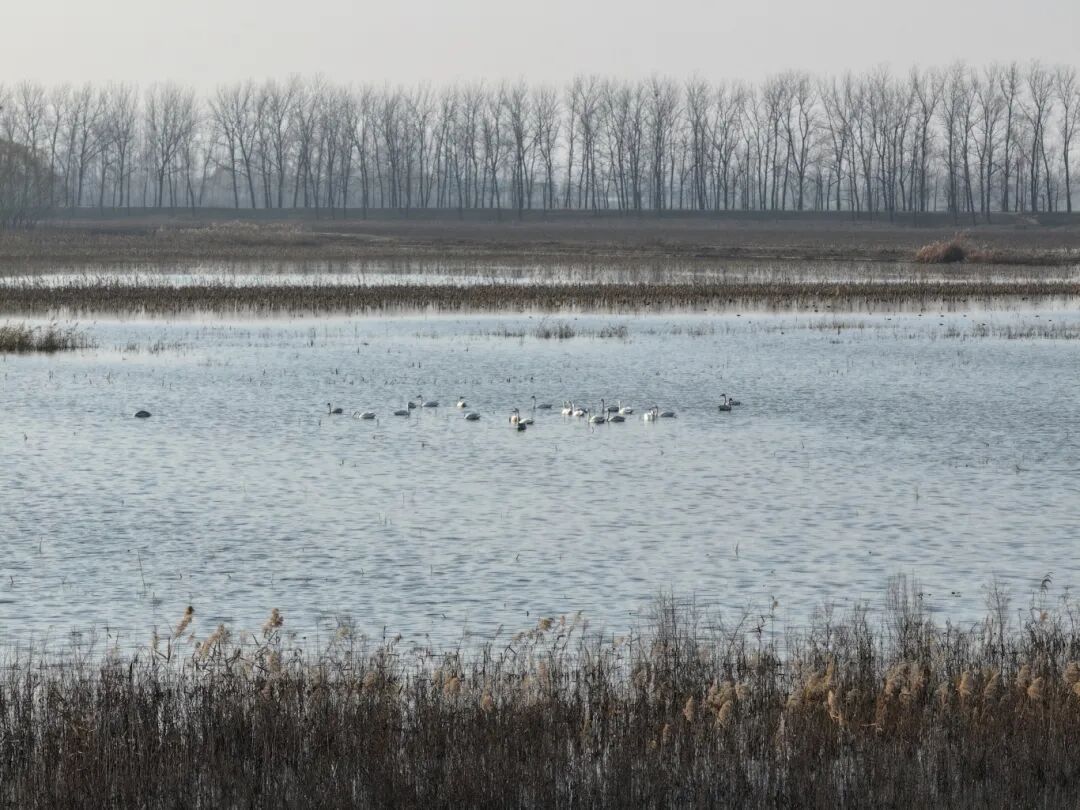 冬日限定！萬鳥齊飛，這幅生態(tài)畫卷美到心醉