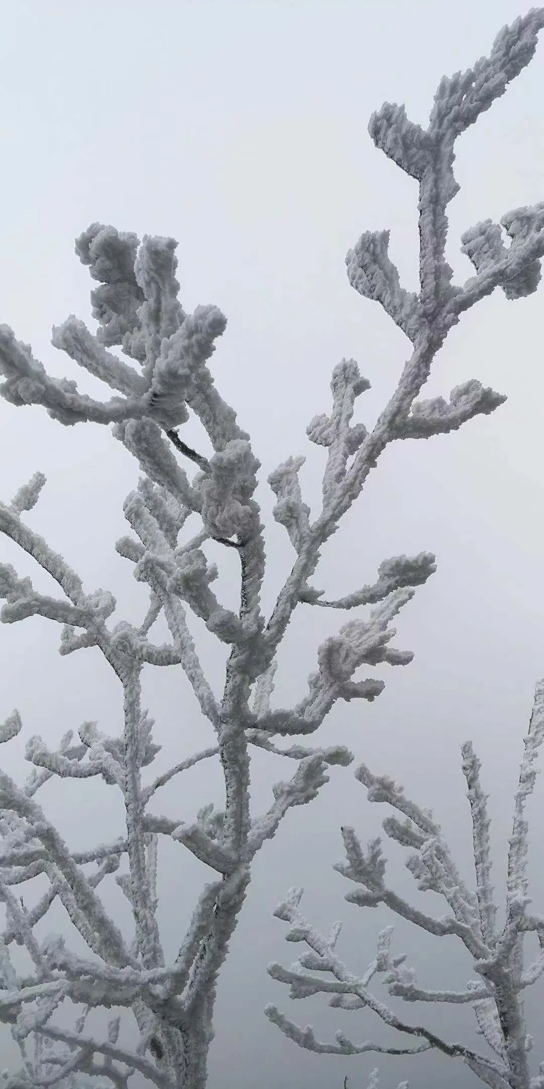 速凍的浪漫，這波冬日顏值“殺”我！