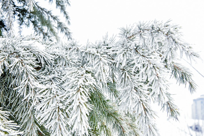 縣區(qū)動態(tài) | 雪落無聲 詩意滿園