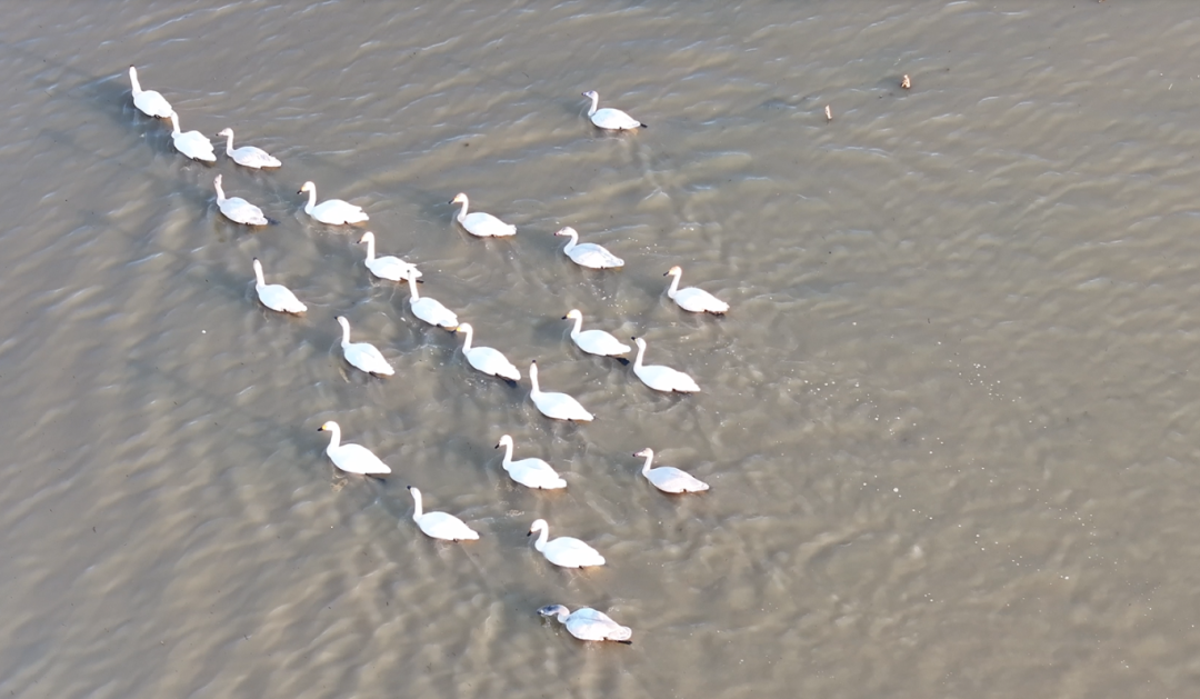 冬日限定！萬鳥齊飛，這幅生態(tài)畫卷美到心醉