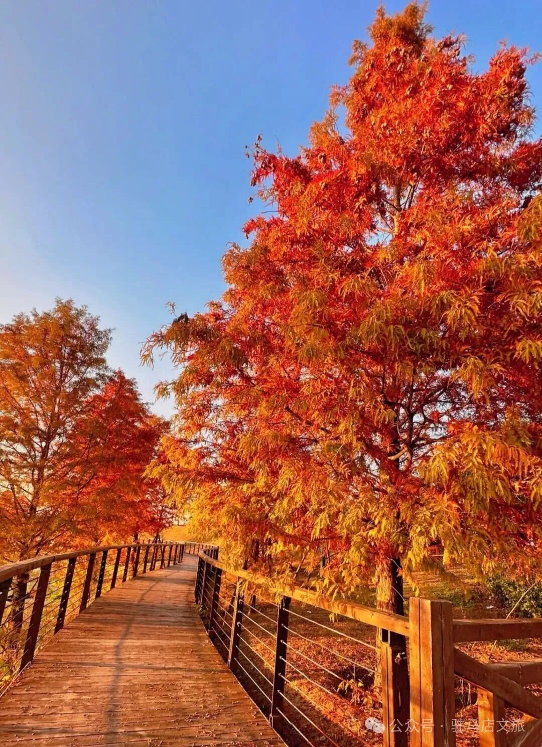 全部免費(fèi)！在駐馬店，收藏冬日的第一縷暖陽(yáng)