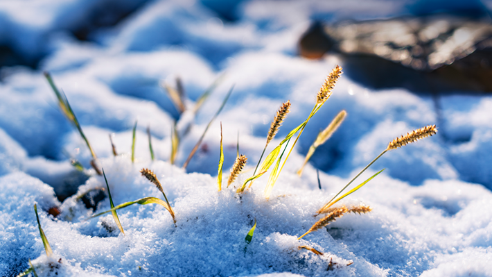 縣區(qū)動態(tài) | 雪落無聲 詩意滿園