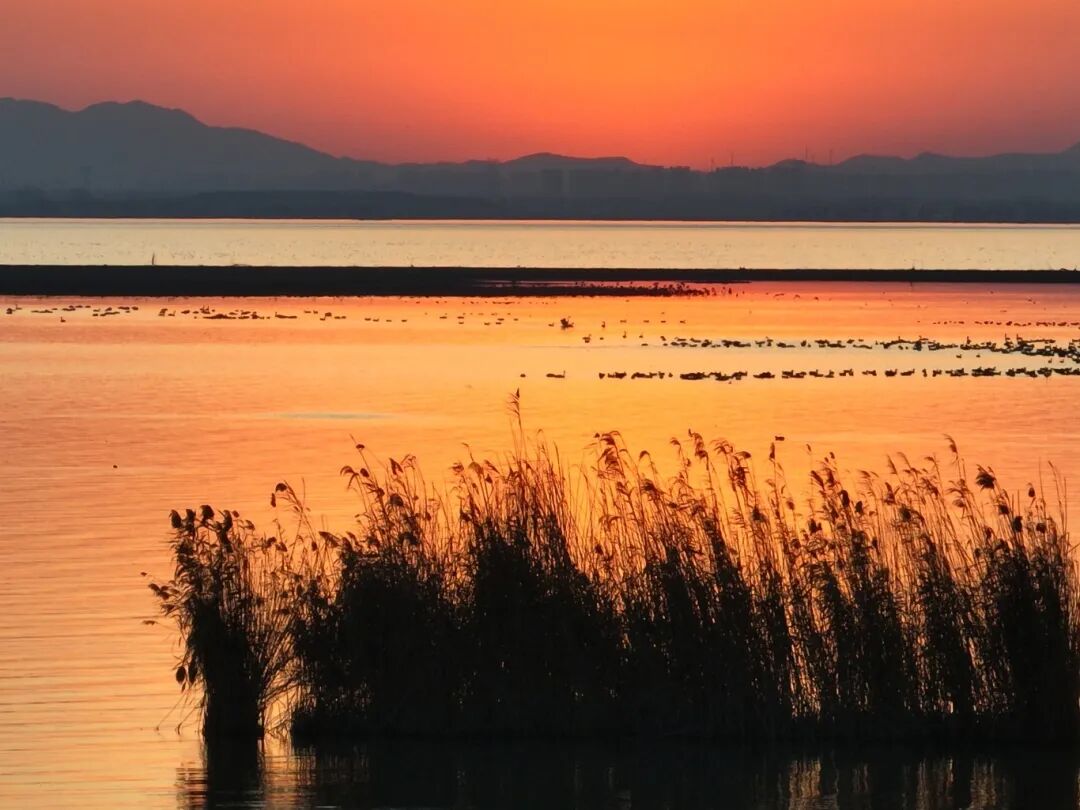 冬日限定！萬鳥齊飛，這幅生態(tài)畫卷美到心醉