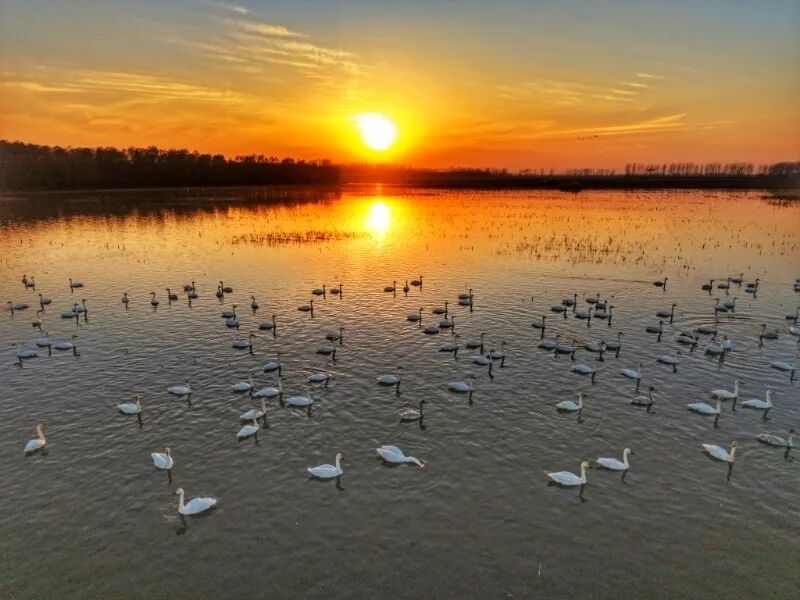 冬日限定！萬鳥齊飛，這幅生態(tài)畫卷美到心醉