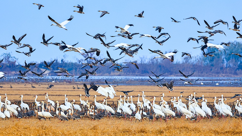 江西余干：鄱陽湖迎越冬候鳥高峰 百鳥群舞繪生態(tài)畫卷