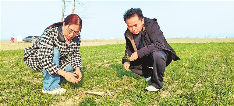 晚播小麥冬日&ldquo;成長錄&rdquo;
