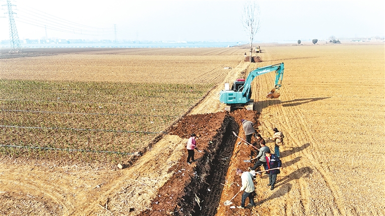 晚播小麥冬日&ldquo;成長錄&rdquo;