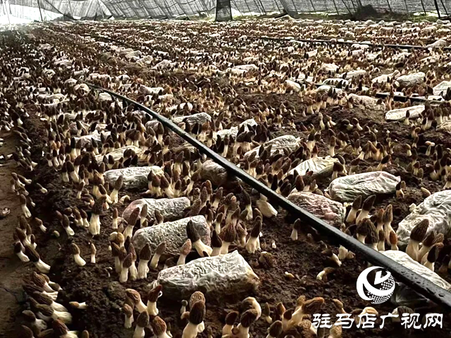 八年深耕“致富菌” 大棚種出“全年薪”