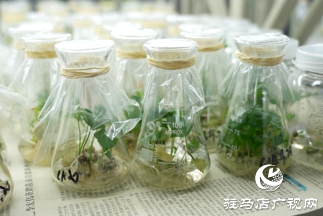 黃淮學(xué)院團(tuán)隊(duì)培育&ldquo;汝半夏1號(hào)&rdquo;通過(guò)省級(jí)鑒定