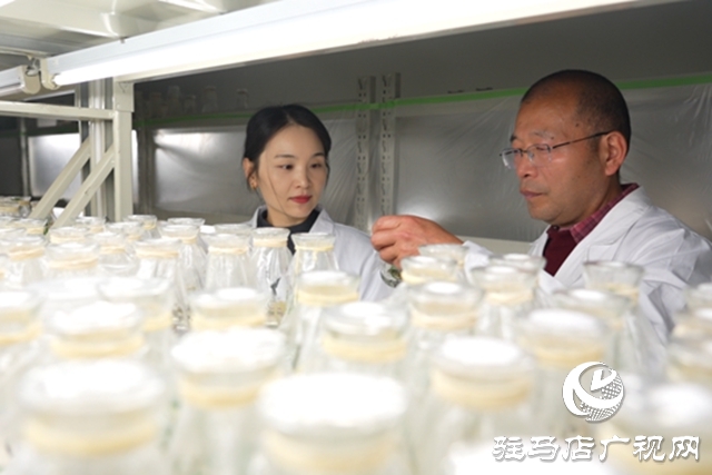 黃淮學(xué)院團(tuán)隊(duì)培育&ldquo;汝半夏1號(hào)&rdquo;通過(guò)省級(jí)鑒定