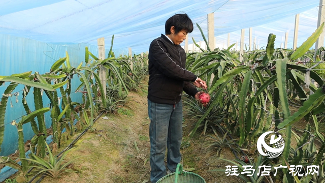 新蔡縣澗頭鎮(zhèn)：南果北種結(jié)出&ldquo;金果&rdquo; 特色產(chǎn)業(yè)助推鄉(xiāng)村振興