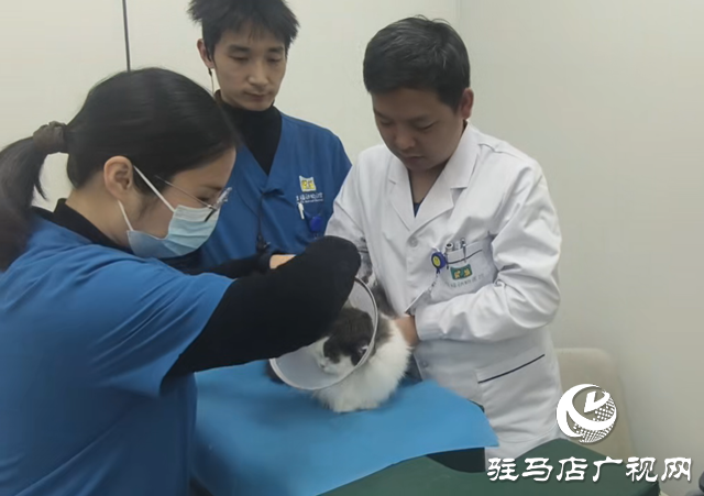 貓咪“能吃能喝”不等于健康！獸醫(yī)提醒：警惕隱匿的心臟病風(fēng)險(xiǎn)