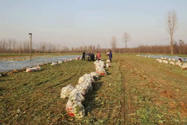 正陽(yáng)縣大林鎮(zhèn)：沙土地里結(jié)出“致富果” 特色種植鋪就富民路